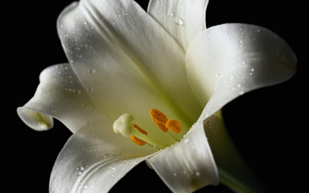 Live like the Easter lily